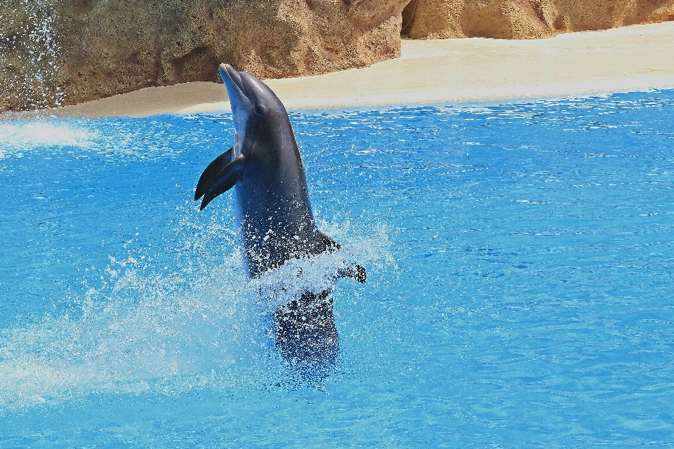 Mar água pulando piscina