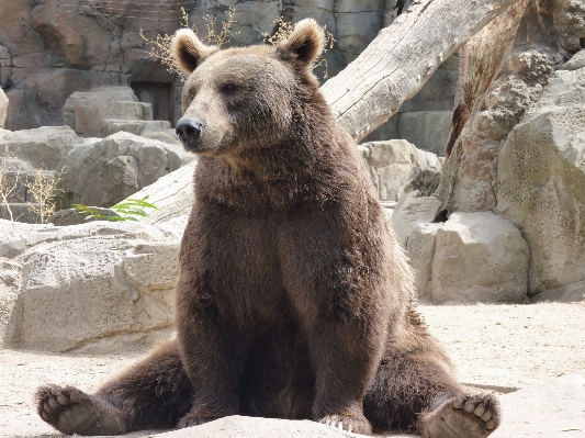 Animal bear wildlife zoo Photo