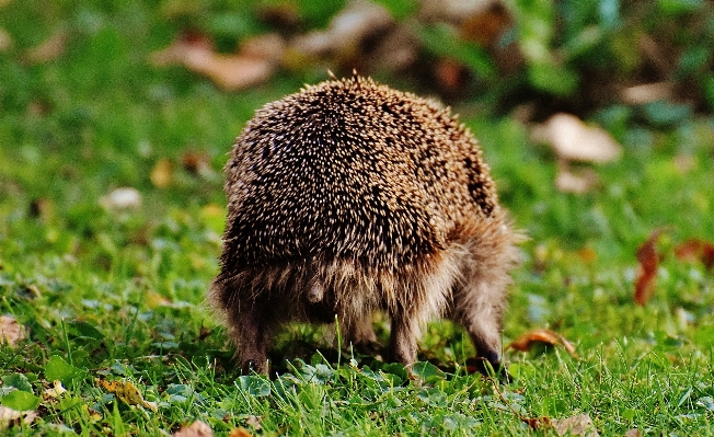 Nature grass prickly animal Photo