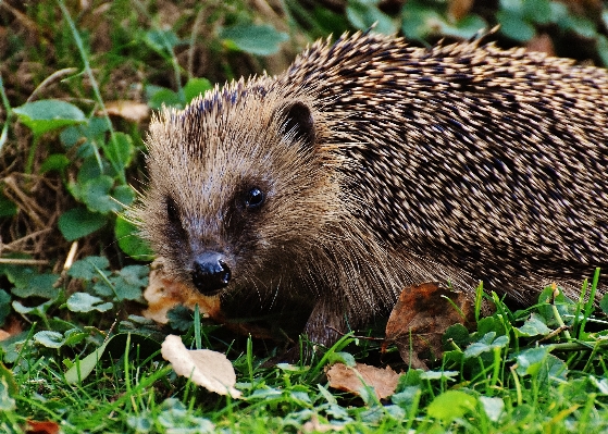 Nature prickly animal cute Photo