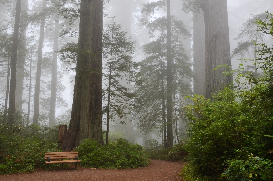 Tree nature forest fog