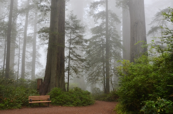 Tree nature forest fog Photo