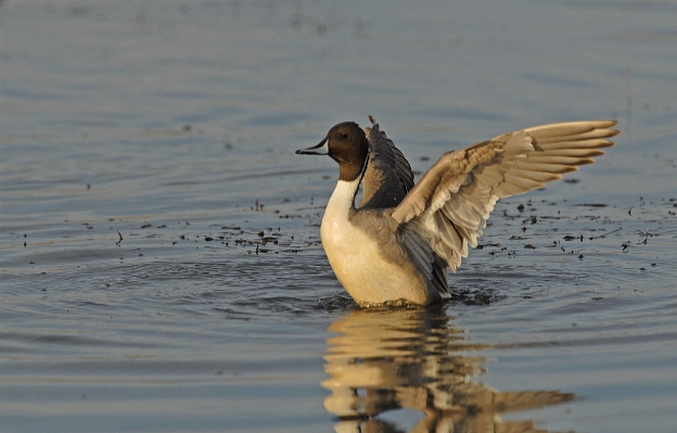 Water nature bird wing Photo