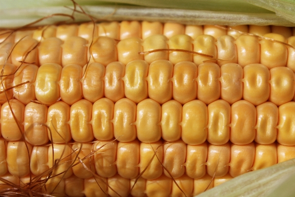 Pattern dish food harvest Photo