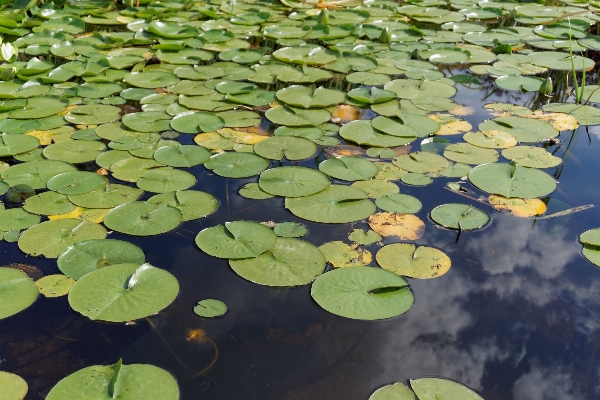 Foto Acqua natura erba pianta