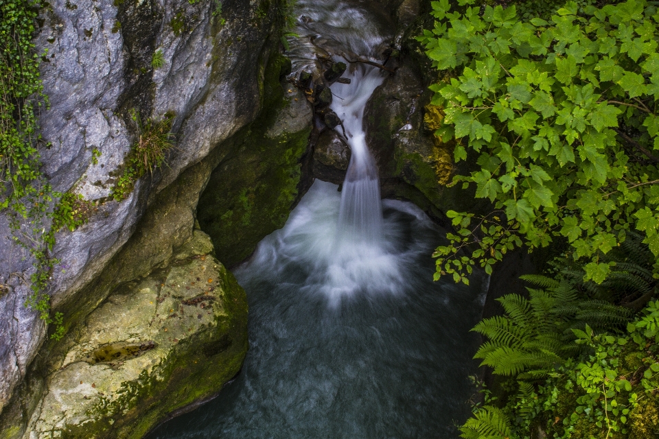 Albero acqua natura foresta