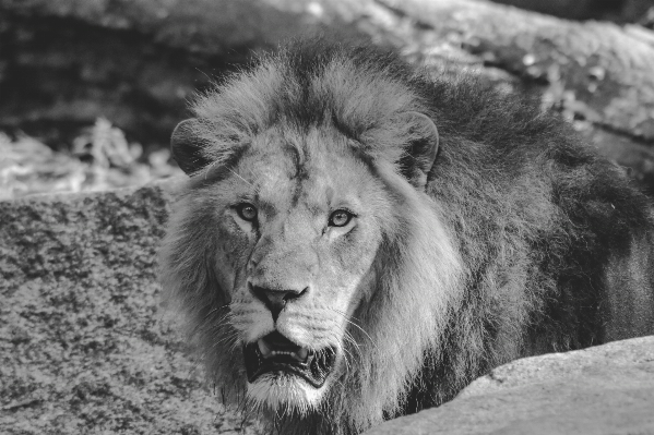 Foto Bianco e nero
 animale maschio animali selvatici