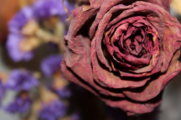 Blossom plant photography flower Photo