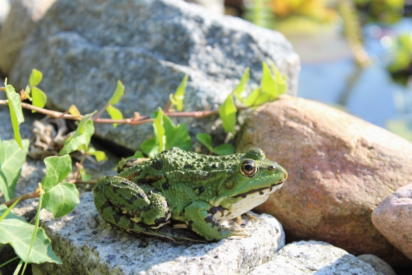 Water nature animal summer Photo