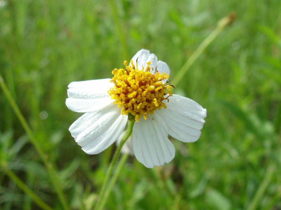 Nature herbe fleurir usine