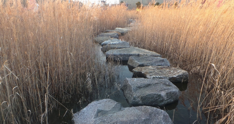 草 rock 荒野 冬天 照片