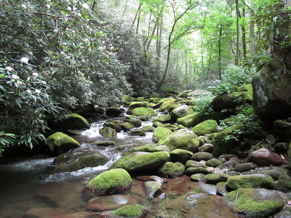 Paysage nature forêt rock