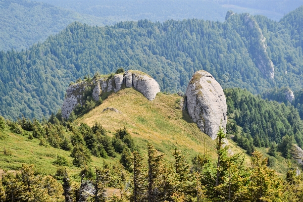 Landscape tree nature forest Photo