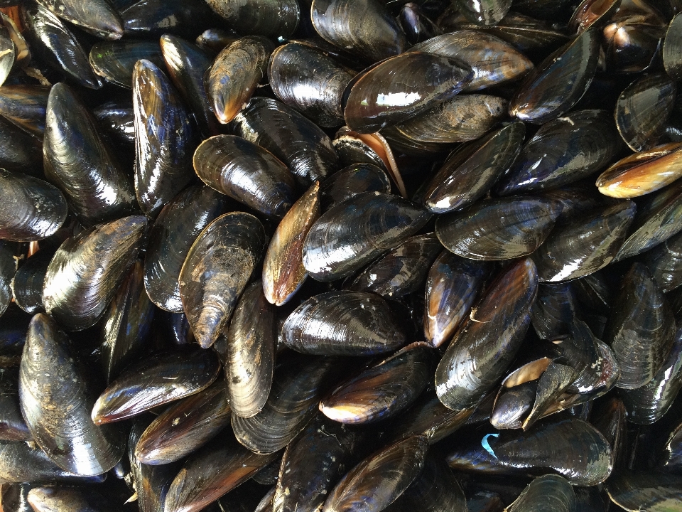 海 海洋 食べ物 生産