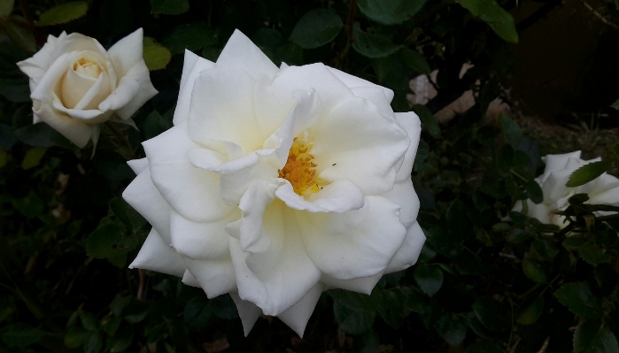 Nature blossom plant white Photo