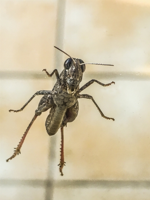 Gras insekt garten fauna