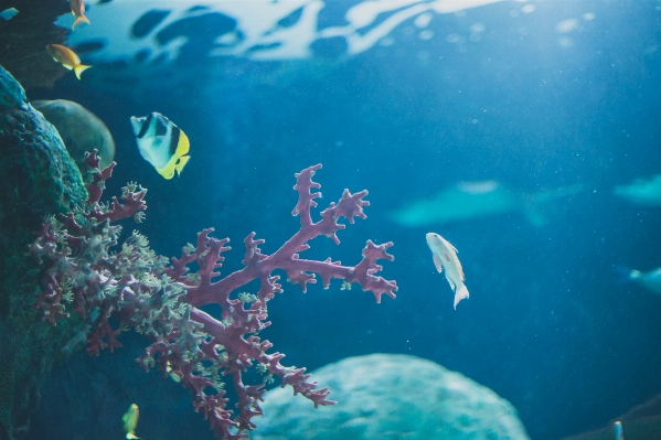 Sea ocean diving underwater Photo