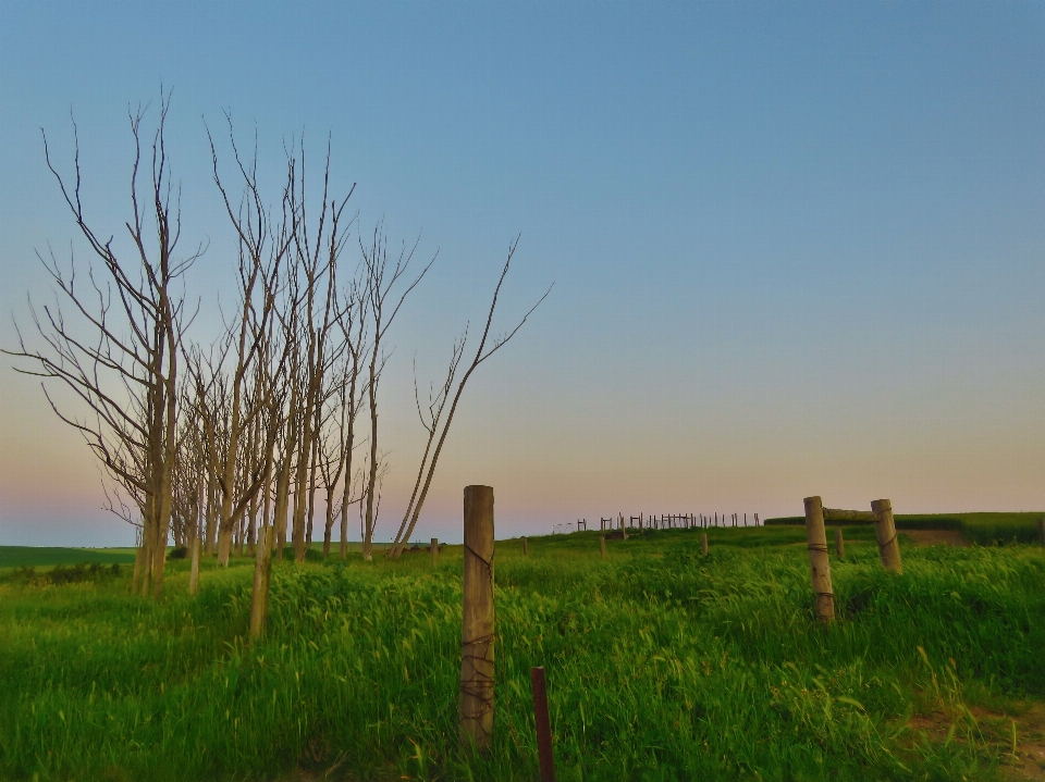 Paesaggio albero natura foresta