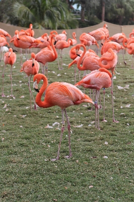 Foto Pájaro rebaño
 fauna silvestre pierna