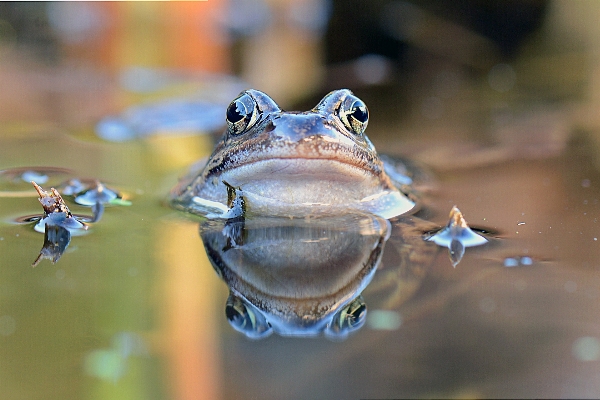 Foto Naturaleza fauna silvestre retrato biología