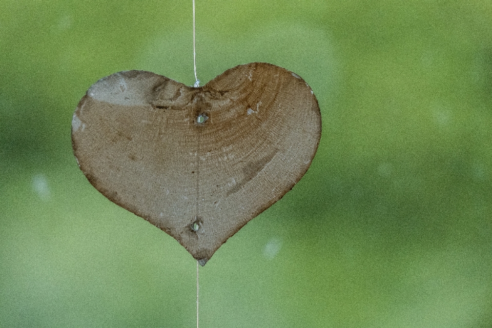 Natura pianta fotografia foglia