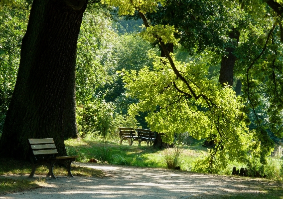 Landscape tree nature forest Photo