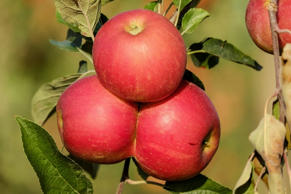 Apple 树 分支 植物 照片