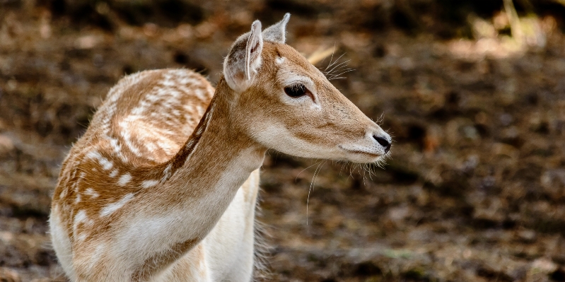 Nature forest wildlife wild Photo