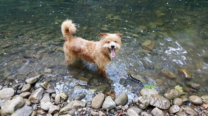 自然 犬 川 野生動物 写真