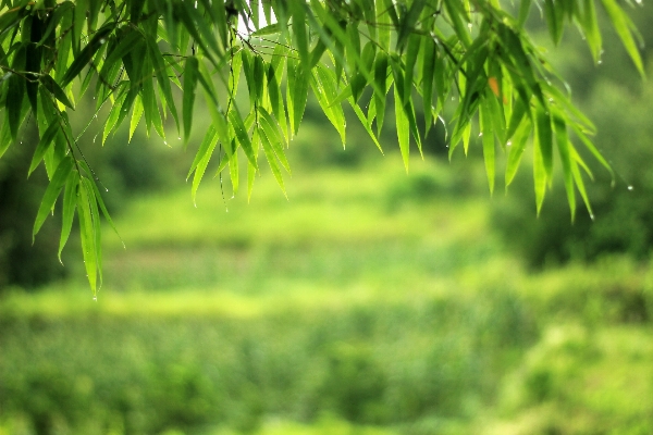 Tree nature forest grass Photo