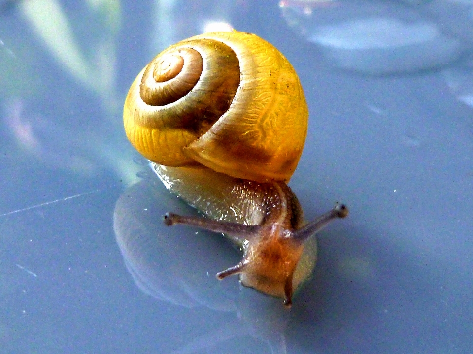 Nature spiral animal summer