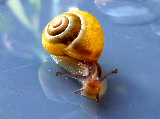 Nature spiral animal summer Photo