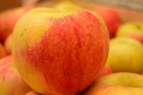 Apple 植物 水果 成熟 照片