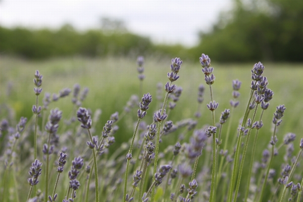 Nature grass plant field Photo