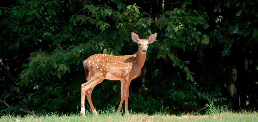 Nature forest grass animal Photo