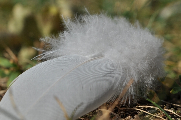 Photo Nature herbe oiseau aile