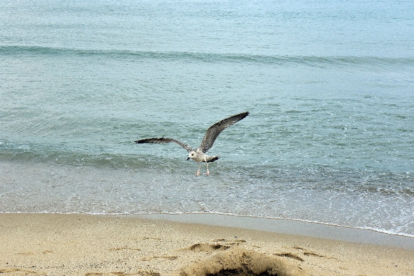 Beach sea coast nature Photo