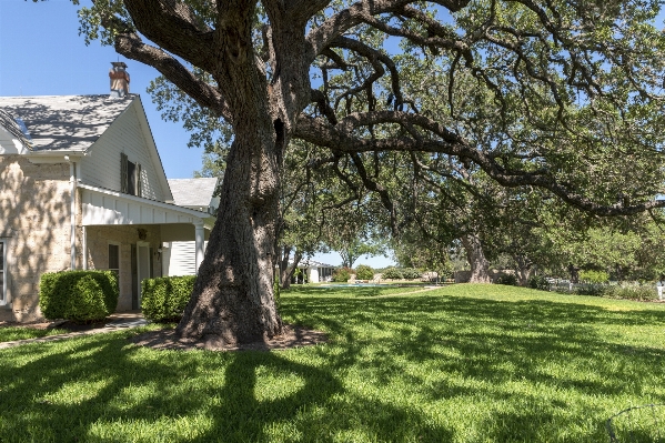 Tree grass architecture plant Photo