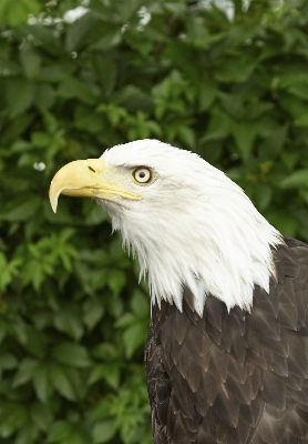 Bird wing animal wildlife Photo