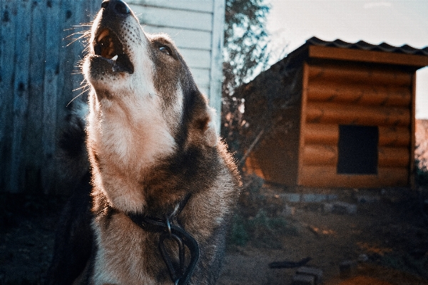 Photo Chaîne chien mammifère hurler