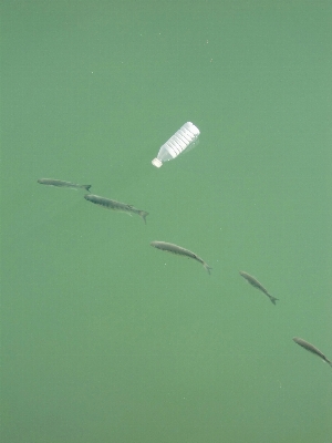 Foto Acqua ala foglia fiume