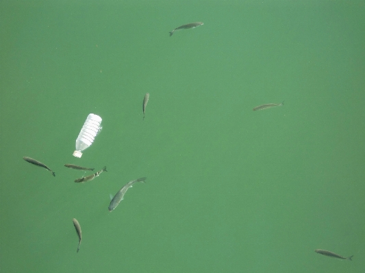 Foto Acqua foglia fiume verde