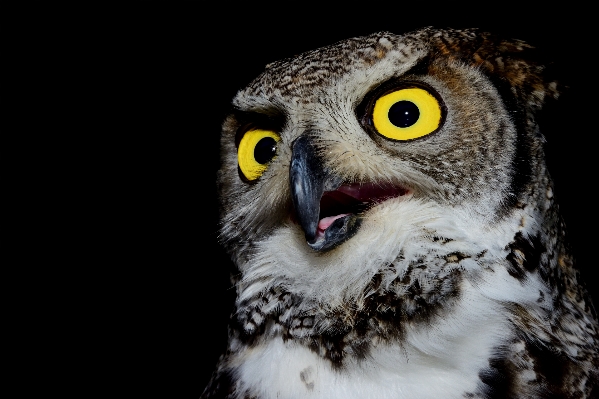 Foto Alam burung sayap malam