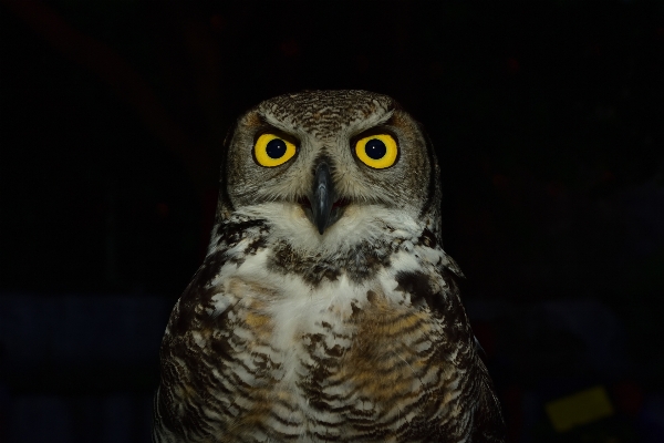 鳥 動物 飛ぶ 嘴 写真