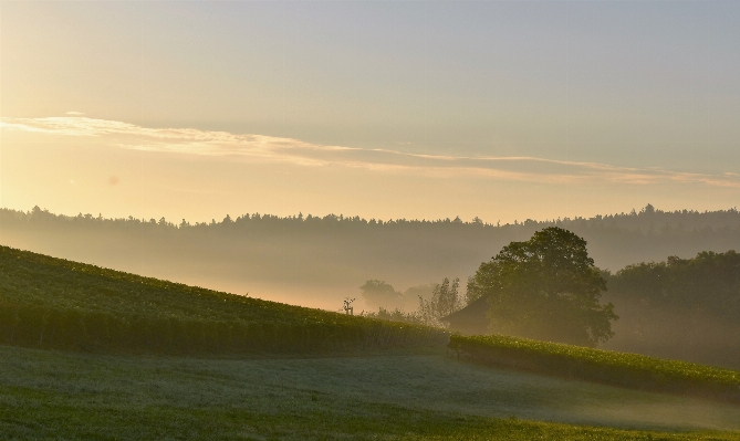 Landscape tree nature horizon Photo