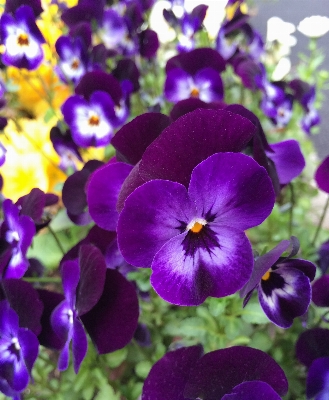 Plant flower purple petal Photo