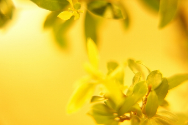 Tree nature branch blossom Photo