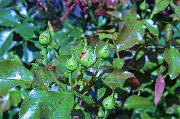 木 水 自然 ブランチ 写真