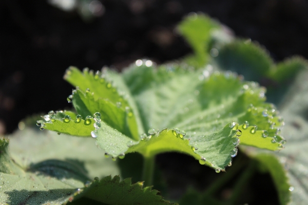 Water nature dew plant Photo