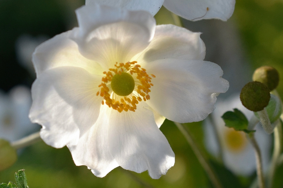 Naturaleza florecer planta blanco